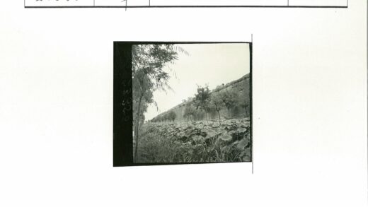 砖墙树影阔叶植被风景.jpg