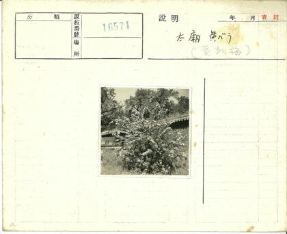 砖墙花丛与绿树晴空.jpg