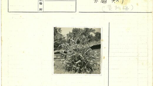 砖墙花丛与绿树晴空.jpg
