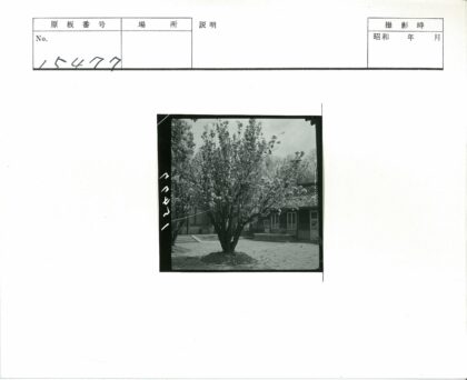砖瓦建筑院中盛开树.jpg