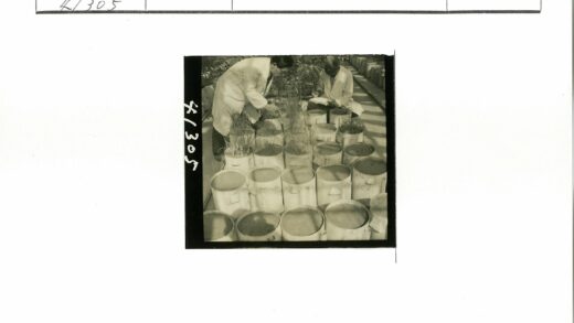 科学家研究植物标本工作照.jpg