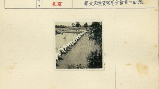 稻田整齐插秧水田风光.jpg