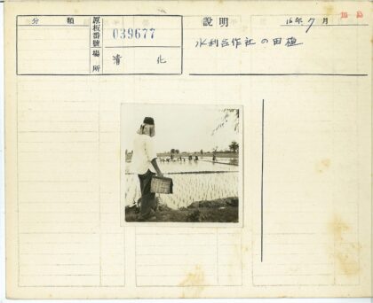 稻田边提篮观农人劳作.jpg