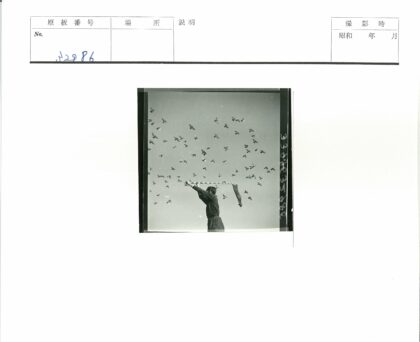 空中挥舞旗帜与群鸟飞翔.jpg