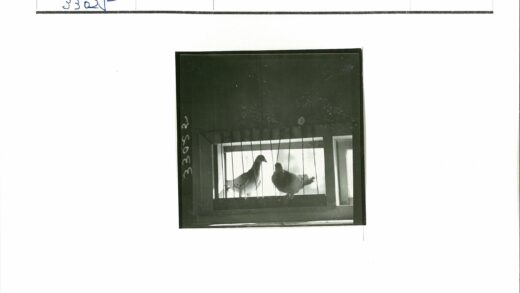 窗前双鸽凝视远方.jpg