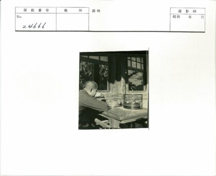 窗前观鸟人木凳静思.jpg