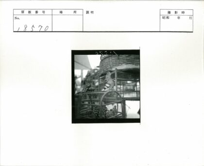 笼顶双鸟与柳条篮景.jpg