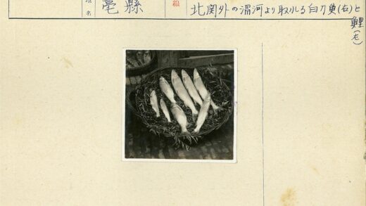 篮子装鱼与散落植被.jpg