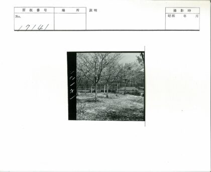 篱笆公园秋日秃树风景.jpg