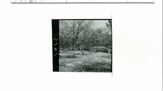 篱笆公园秋日秃树风景.jpg