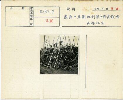 篱笆围栏支撑的花园植物.jpg