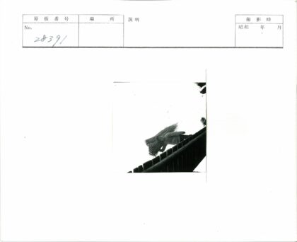 篱笆旁飞鸟黑白摄影.jpg