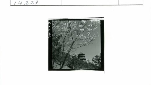 繁花古塔晴空映.jpg
