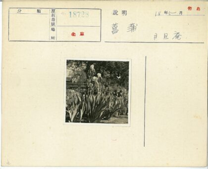 繁花古树花园景观.jpg