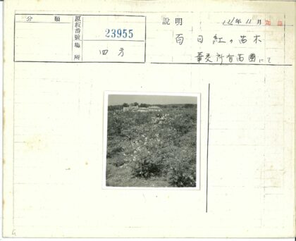 繁花掩映下的建筑与树木.jpg