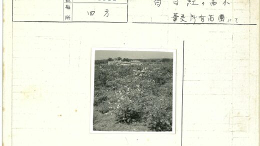 繁花掩映下的建筑与树木.jpg