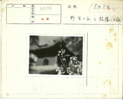 繁花掩映下的欧式建筑.jpg