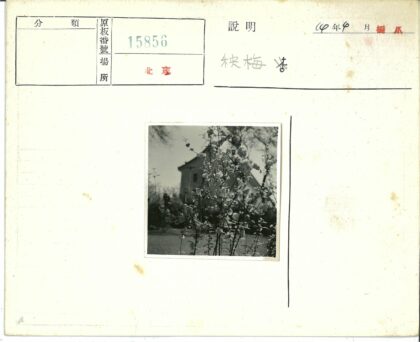 繁花映宅树.jpg