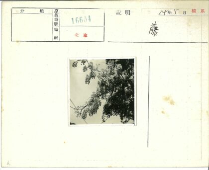 繁花枝头映碧空.jpg
