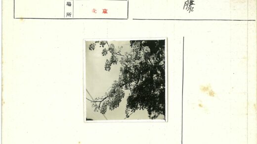 繁花枝头映碧空.jpg