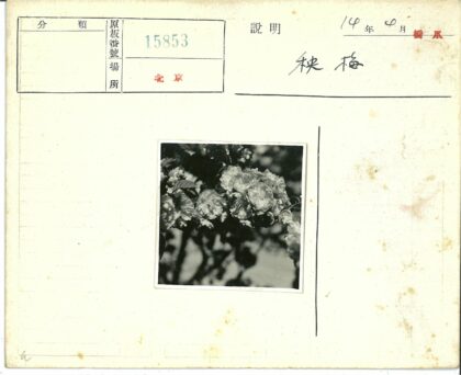 繁花枝头春意浓.jpg
