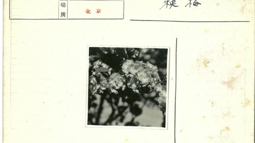 繁花枝头春意浓.jpg