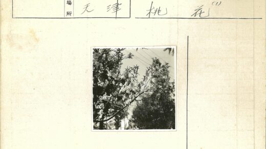 繁花枝头春意浓.jpg