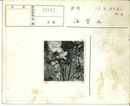 繁花枝头春意浓.jpg