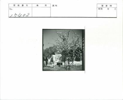 繁花树影下两人行向古建.jpg