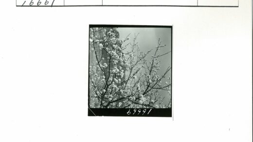 繁花树影映晴空.jpg