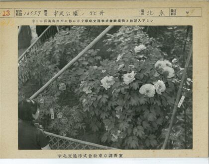 繁花盛开的户外花坛.jpg