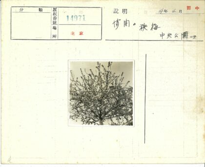 繁花盛开的树与晴空.jpg