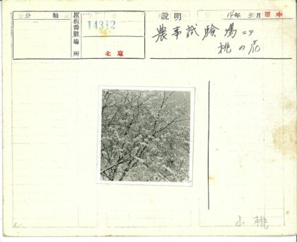 繁花盛开的树枝晴空.jpg