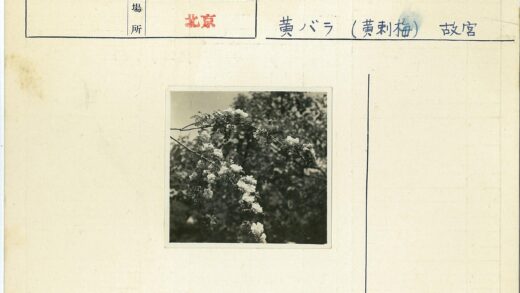 繁花盛开的绿枝特写.jpg