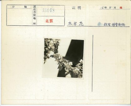 繁花绿叶特写镜头.jpg
