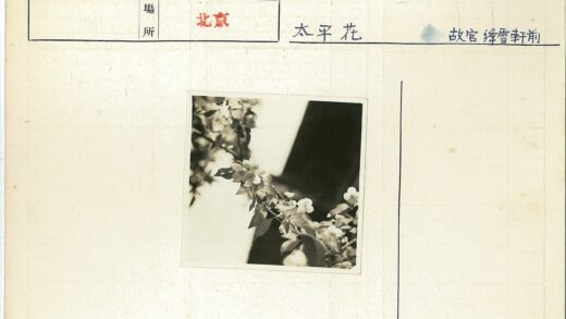 繁花绿叶特写镜头.jpg