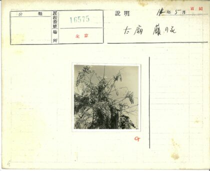 繁花藤蔓映晴空.jpg