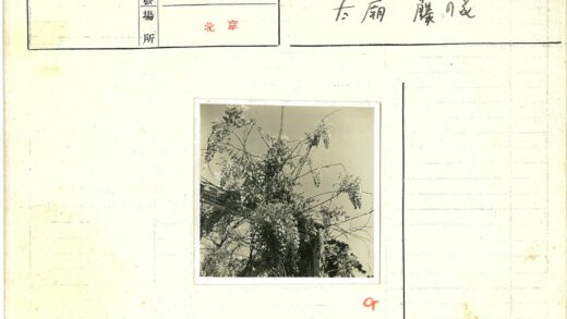 繁花藤蔓映晴空.jpg