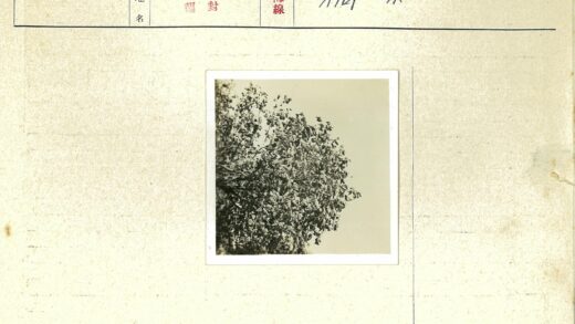 繁茂树梢晴空特写.jpg