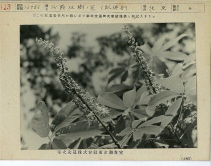 细长花簇与绿叶特写.jpg