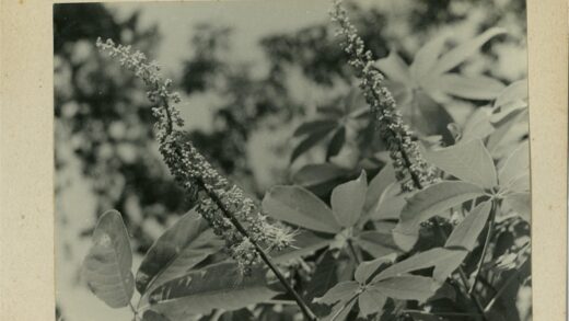 细长花簇与绿叶特写.jpg
