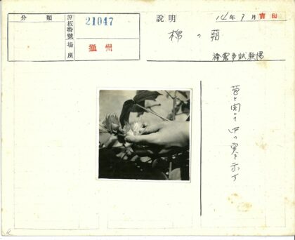 绿叶中的盛开花蕾.jpg