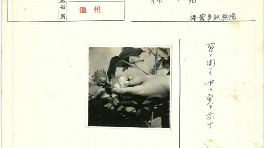 绿叶中的盛开花蕾.jpg