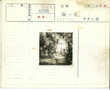 绿叶掩映中的模糊建筑.jpg