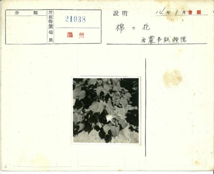 绿叶植物特写与土壤背景.jpg