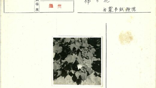 绿叶植物特写与土壤背景.jpg