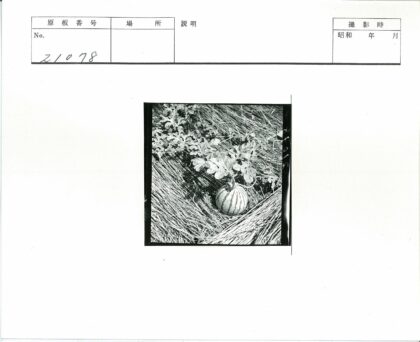 绿叶稻草覆盖西瓜田.jpg
