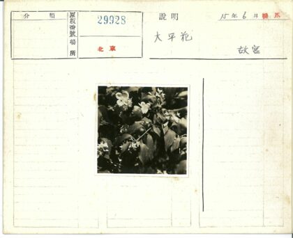 绿叶簇拥的白花特写.jpg