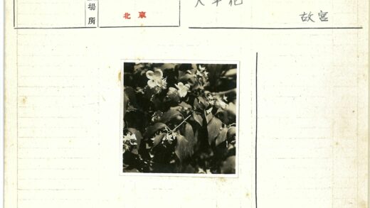绿叶簇拥的白花特写.jpg