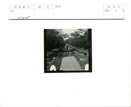绿树成荫的两人小路.jpg